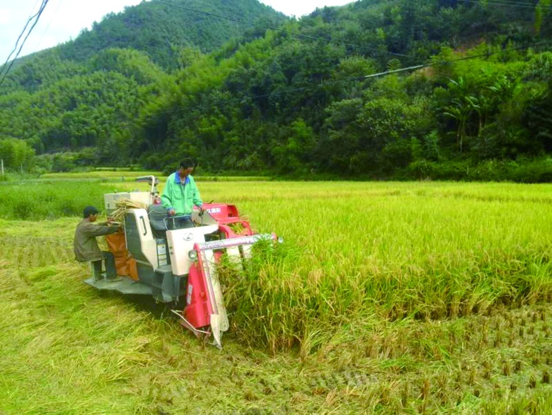 举村农户与农场合作种植生态香米