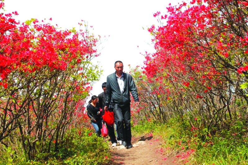 六春湖杜鹃花海醉游人